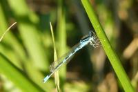 Coenagrion scitulum