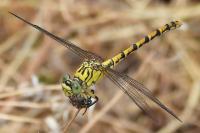 Onychogomphus forcipatus