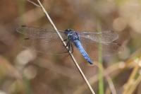 Orthetrum brunneum
