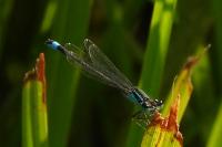 Ischnura elegans