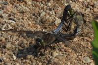 Orthetrum cancellatum