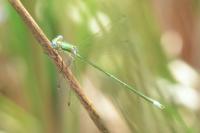 Lestes virens