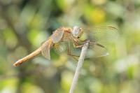 Crocothemis erythraea