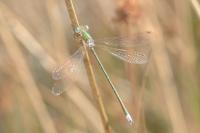 Lestes virens