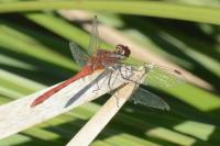 Sympetrum sanguineum