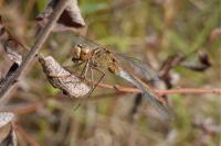 Sympetrum meridionale