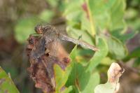 Sympetrum meridionale