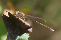 Sympecma fusca
