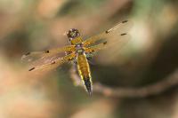 Libellula quadrimaculata