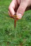 Libellula fulva
