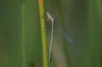 Ischnura elegans