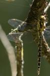 Aeshna cyanea