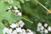 Platycnemis pennipes