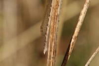 Sympecma fusca