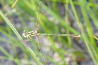 Lestes barbarus