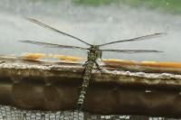 Aeshna cyanea