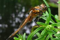 Epitheca bimaculata