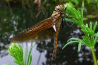 Epitheca bimaculata