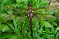 Epitheca bimaculata
