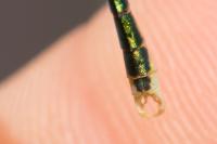 Lestes barbarus