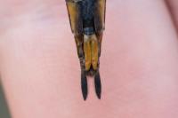 Epitheca bimaculata