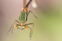 Lestes barbarus