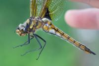 Epitheca bimaculata