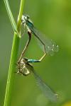Ischnura elegans