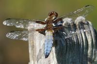 Libellula depressa