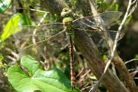 Anax imperator