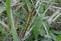 Orthetrum cancellatum