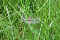 Libellula quadrimaculata