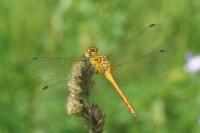 Sympetrum sanguineum