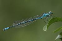 Coenagrion puella