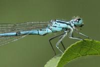 Coenagrion puella