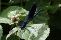 Calopteryx splendens