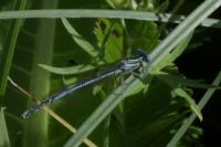 Platycnemis pennipes