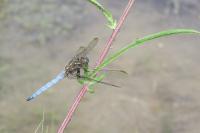 Orthetrum coerulescens