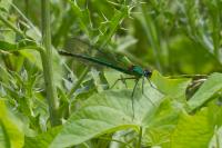 Calopteryx splendens