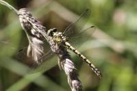 Onychogomphus forcipatus