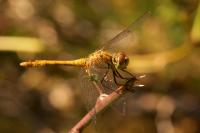 Sympetrum sanguineum