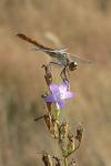 Sympetrum striolatum
