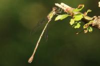 Chalcolestes viridis