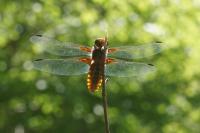 Libellula depressa