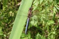 Orthetrum coerulescens