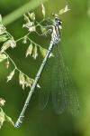 Coenagrion puella