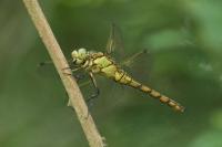 Orthetrum cancellatum