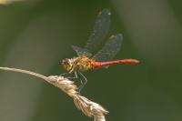 Sympetrum sanguineum