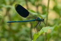 Calopteryx splendens