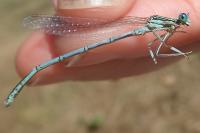 Platycnemis pennipes